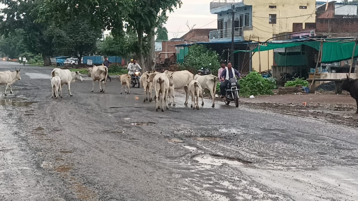 The Cow Owners Will be Fined If They Abandone Their Animals On Road, Damoh news In hindi
