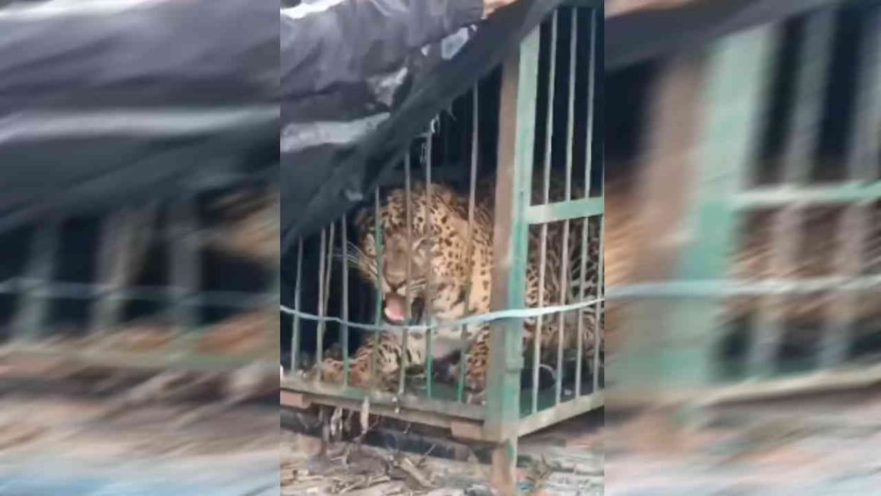 leopard captured in a cage killed a 5-year-old innocent on Rakshabandhan in Kotdwar Uttarakhand News in hindi