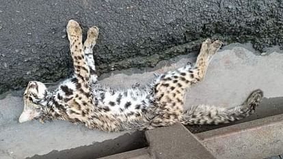 Shimla News Wild cat found dead in Christophan people mistook it for a leopard