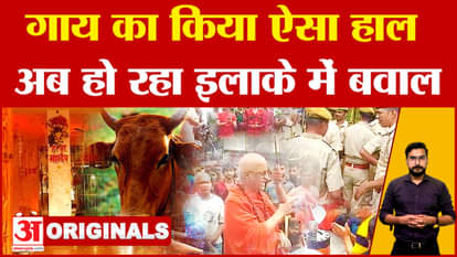 Bhilwara: A cow was found on the doorstep of the temple, causing external pain, know what is the whole matter?