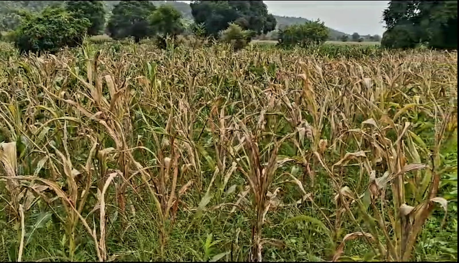 खराब हो गई मक्का की फसल