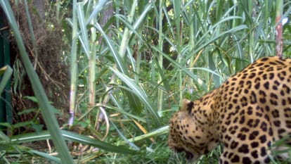 Bijnor: Man-eating leopard... has eaten human flesh, killed three people in a month, cage, cameras all useless