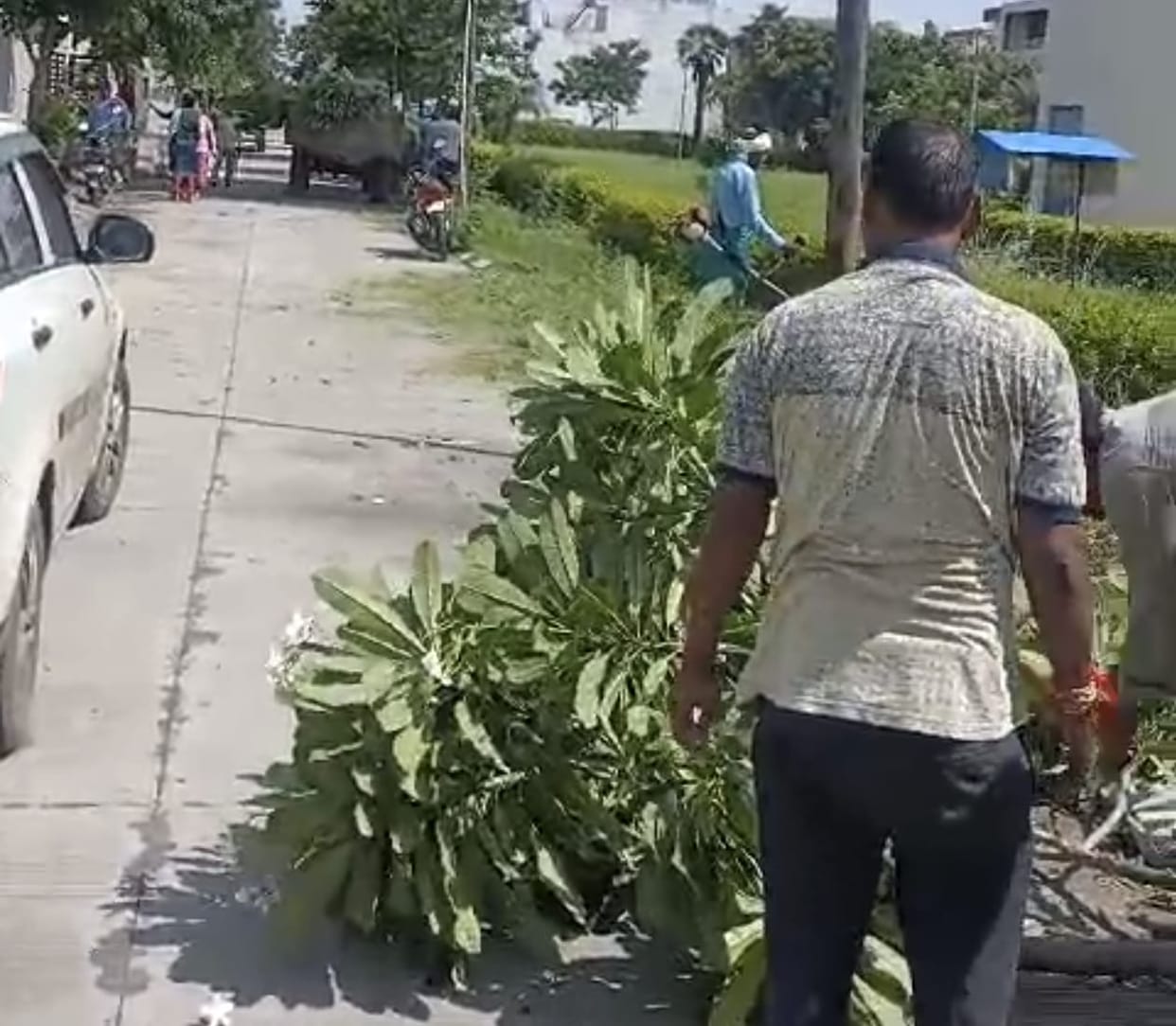 Indore: Township's arbitrariness in Indore, more than fifty trees cut down, residents came out in protest