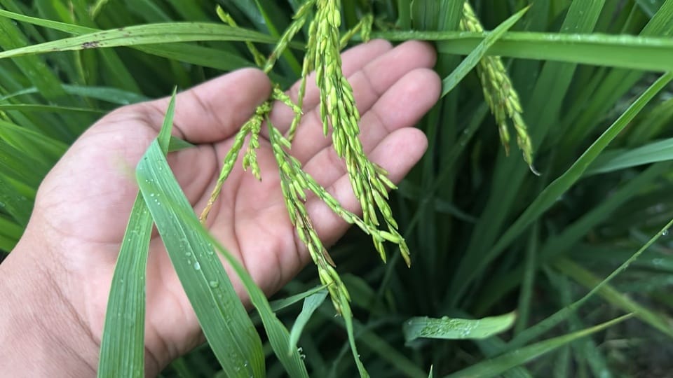 Paddy procurement will begin from October 1 with a target of 7.5 lakh metric tonnes Uttarakhand News in hindi