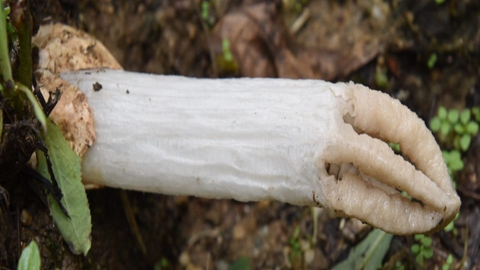 Leisure Gardneri mushroom found for the first time in Uttarakhand