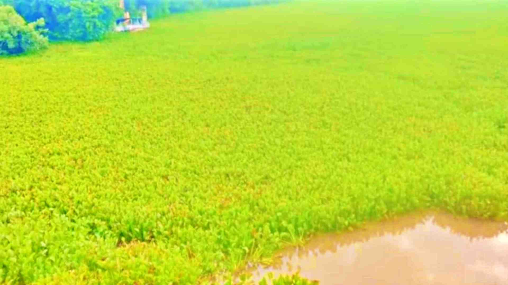 सांख्य सागर झील में लगी जलकुंभी।