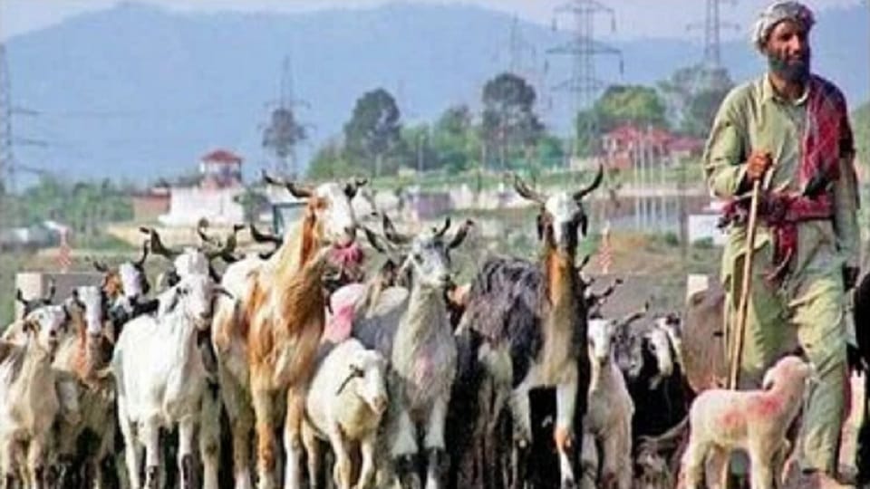 Jammu Kashmir Elections: BJP played Pahari-Gujjar card in Pir Panjal