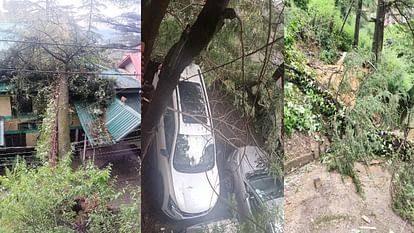 Himachal Weather: Many trees uprooted in Shimla due to heavy rains, know imd forecast for six days in state