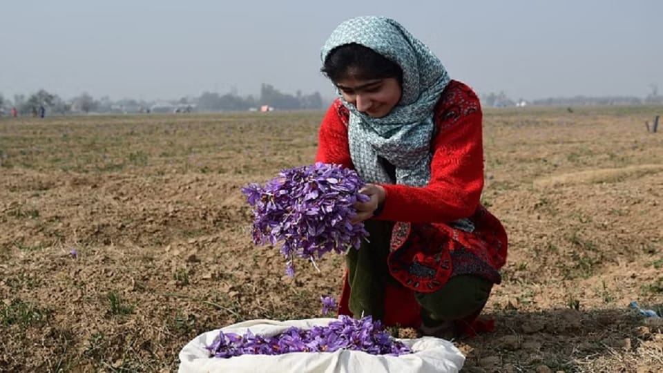 demand for Kashmiri saffron, reaching 18 MT in 2023-24, business increasing after GI tagging
