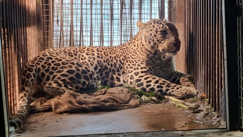 Bijnor: The man-eating leopard that killed three humans was caught, know why he became a cannibal