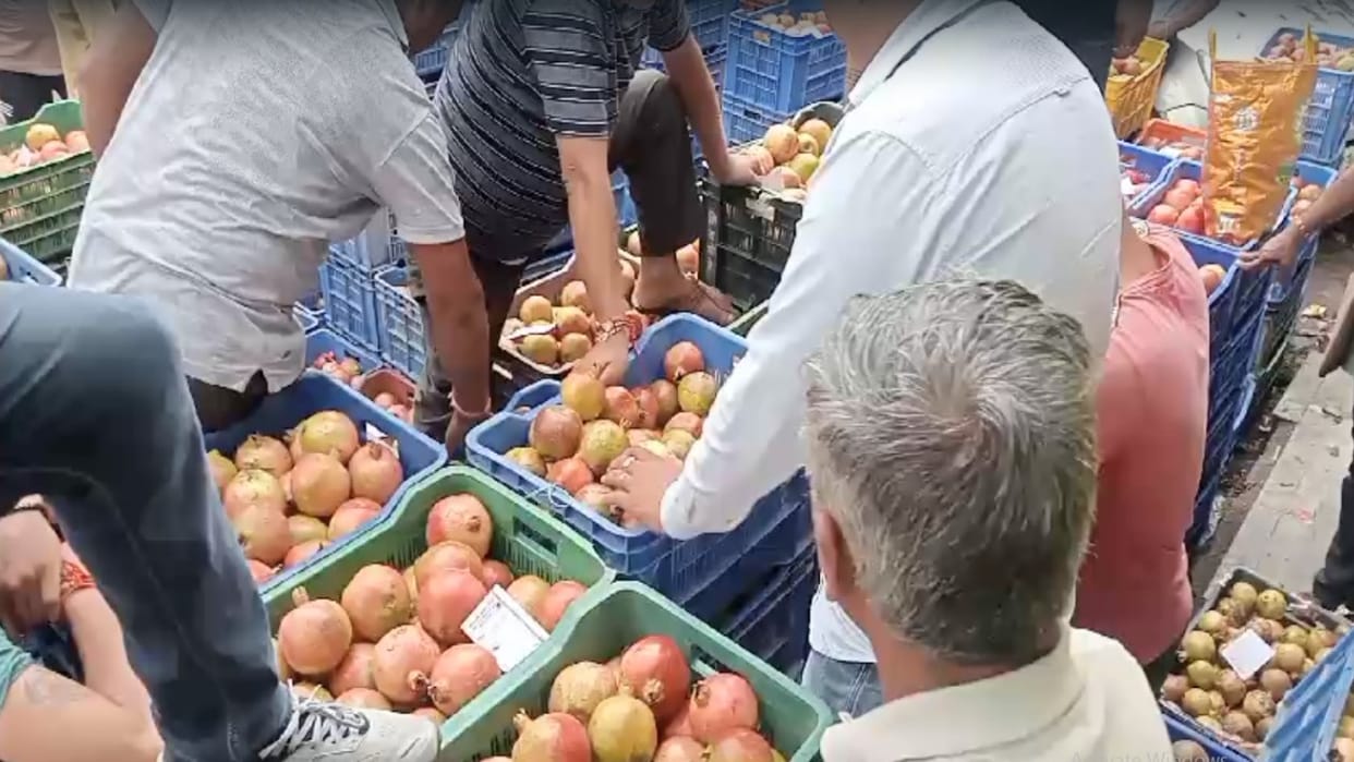 Weather's impact: Gardeners harvested pomegranates 20 days earlier, rain increased difficulties