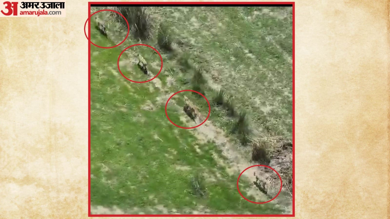 Special task force, drone-trap rooms also helpless Attacks increased after female wolf was caught in Bahraich