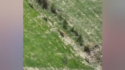 Special task force, drone-trap rooms also helpless Attacks increased after female wolf was caught in Bahraich