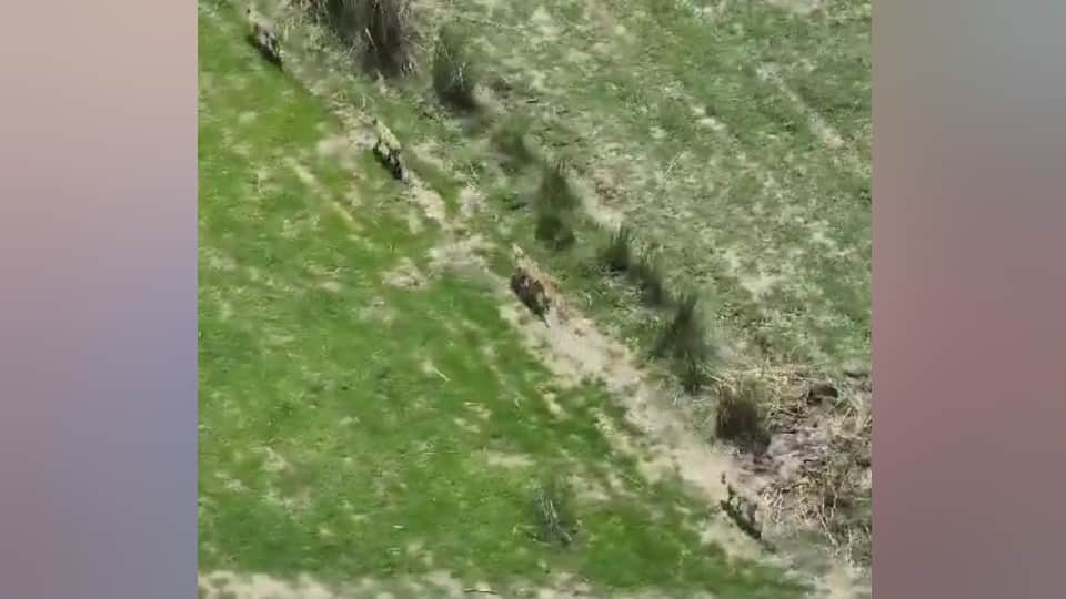 Beware of wolves: Alert in five districts including Meerut after attacks in Bahraich