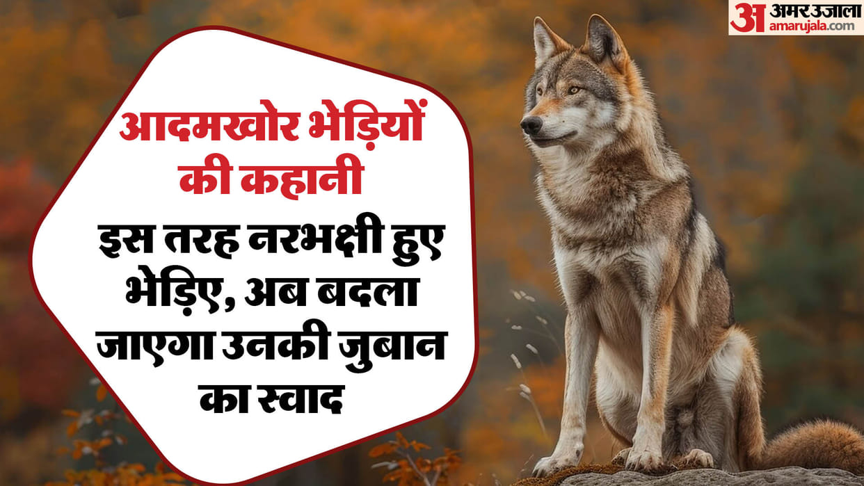 UP: This is how the taste of human blood came into the mouth of wolves, now the forest department will correct