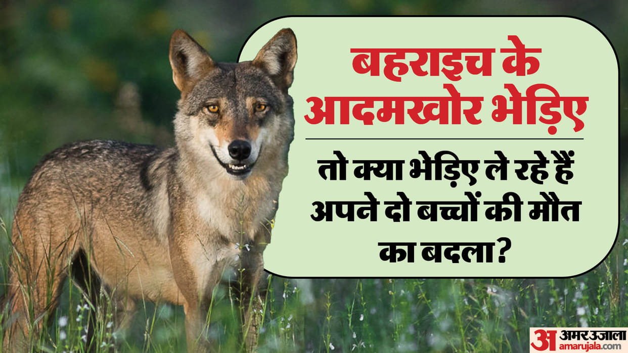Terror of wolves in UP: Two children were buried under a tractor trolley, after that a round of attacks starte