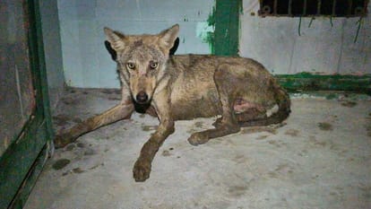 Bahraich: Government estimates may be wrong, there may be more than 100 ferocious wolves in the river bed here
