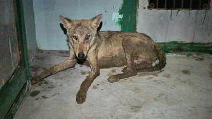 wolf rescued from Bahraich and brought to Gorakhpur Zoo