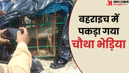 Bahraich: Another wolf caught, imprisoned by the forest department on the banks of the river, two man-eating w