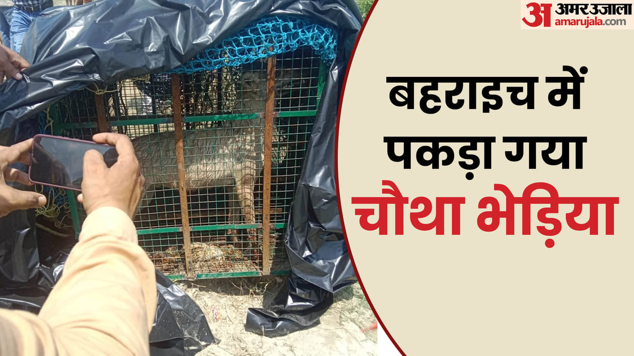 Bahraich: Another wolf caught, imprisoned by the forest department on the banks of the river, two man-eating w