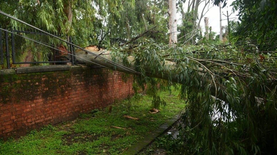 Tree fell in girl school in chandigarh rain update news