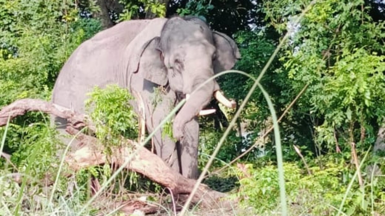 Dehradun News Elephant attacked Youth in raiwala Today People Panic
