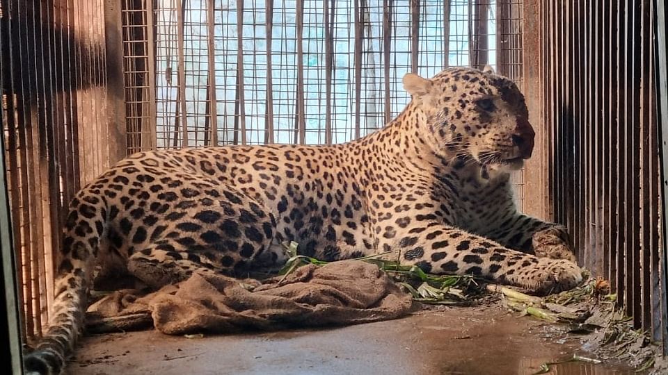 Bijnor: Nine kilos of chicken was fed to the man-eating leopard that killed three humans, know where it sent