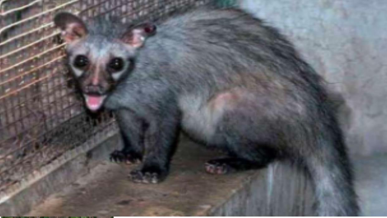 damoh A grave badger seen on the roof of the house ran away as soon as the forest department team reached it