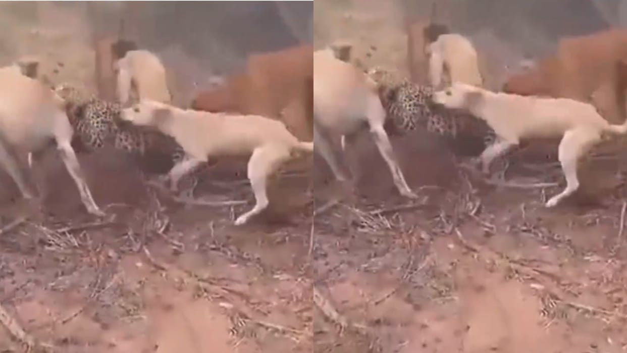 viral video six dogs attack on leopard watch shocking video in hindi