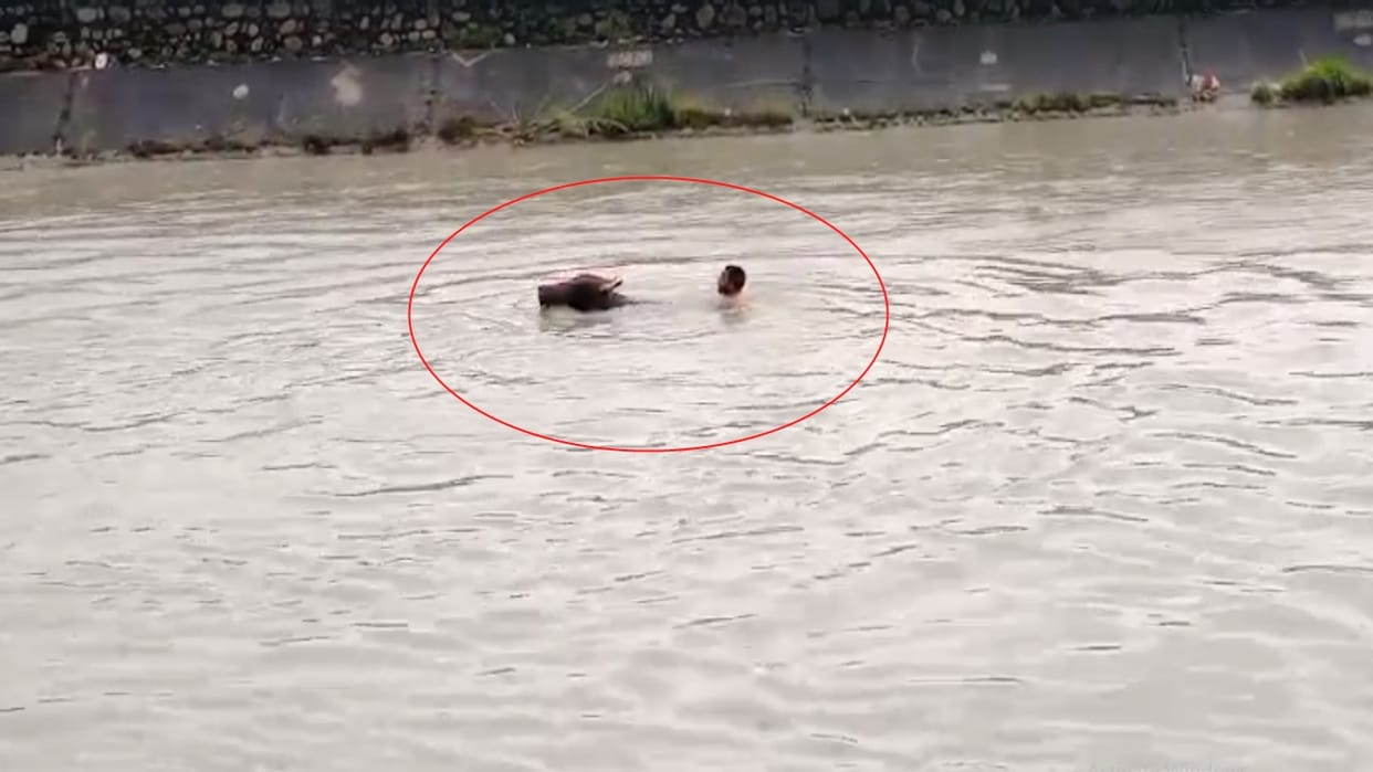 The young man swam for one kilometer in the bsl canal to save the bull