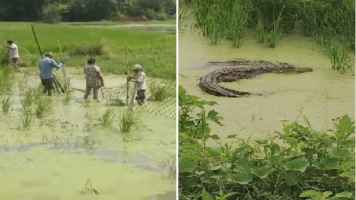 Crocodile seen again in Parpa after 14 days in Hapur