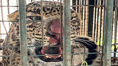 Bijnor: Nine kilos of chicken was fed to the man-eating leopard that killed three humans, know where it sent