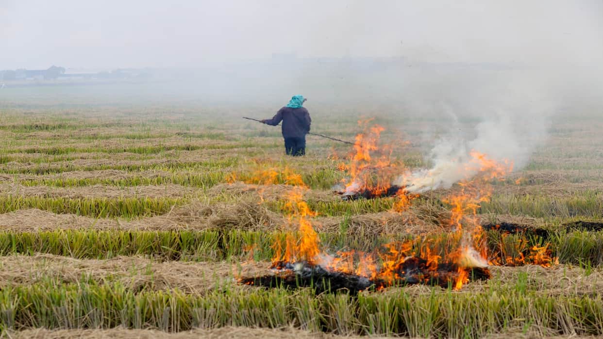 Stubble Burning 70% less since last year average AQI also improved in Punjab
