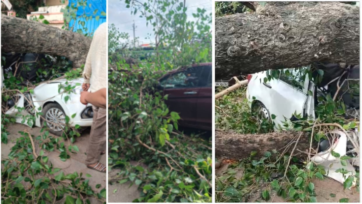 Ujjain: Accident outside Sandipani Ashram, giant Peepal tree fell on cars, devotees narrowly escaped.