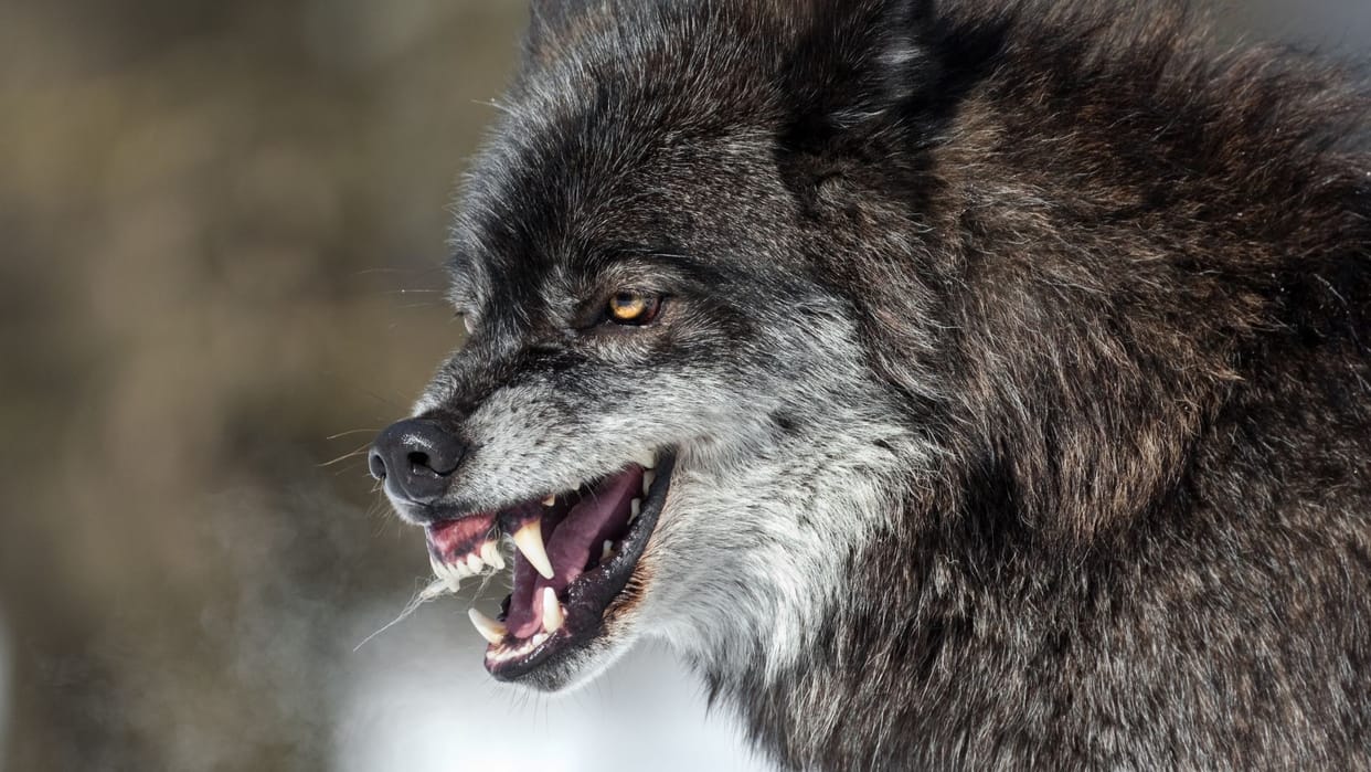 Know about nature of wolves.