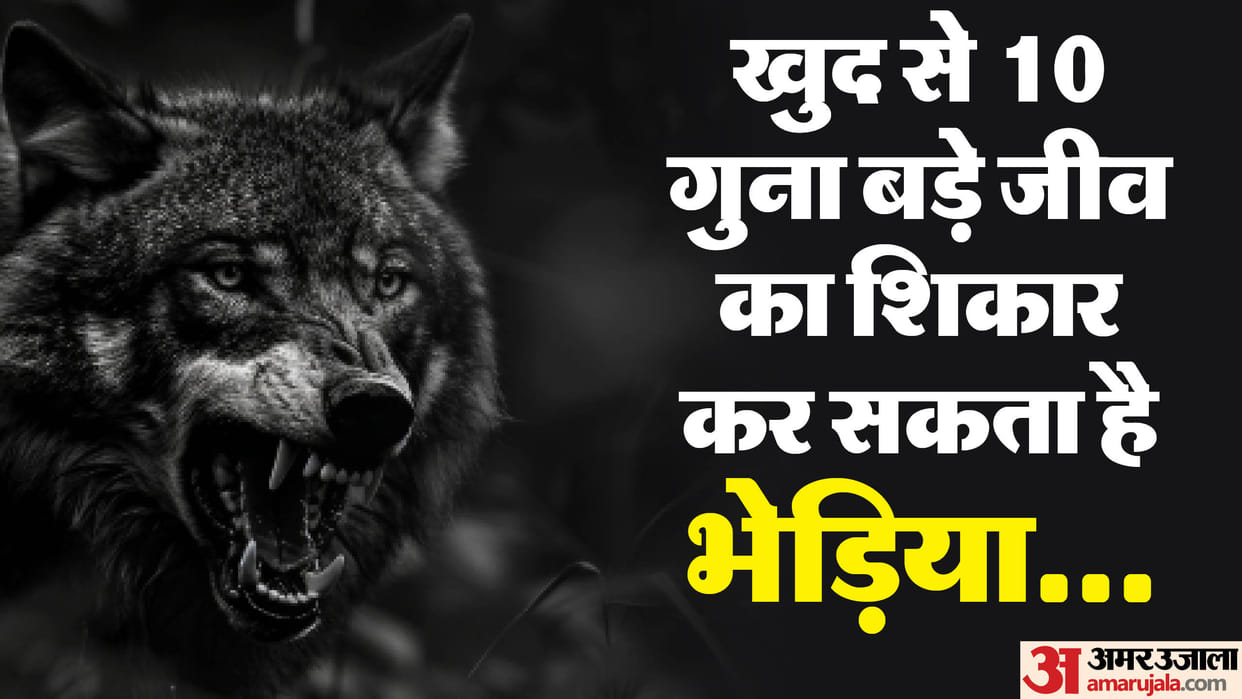 Wolf Attack in up bahraich know interesting fact of wolf in hindi
