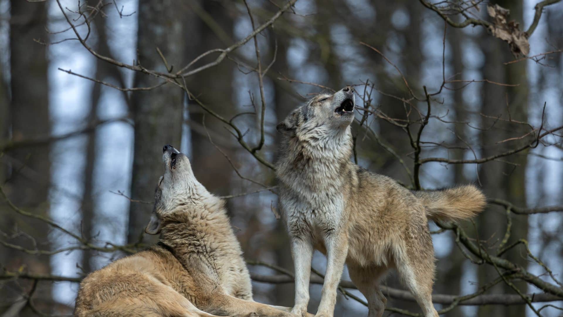 Wolf Attack in up bahraich know interesting fact of wolf in hindi