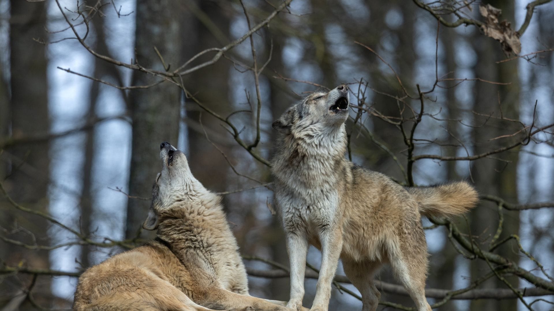 Wolf Attack in up bahraich know interesting fact of wolf in hindi