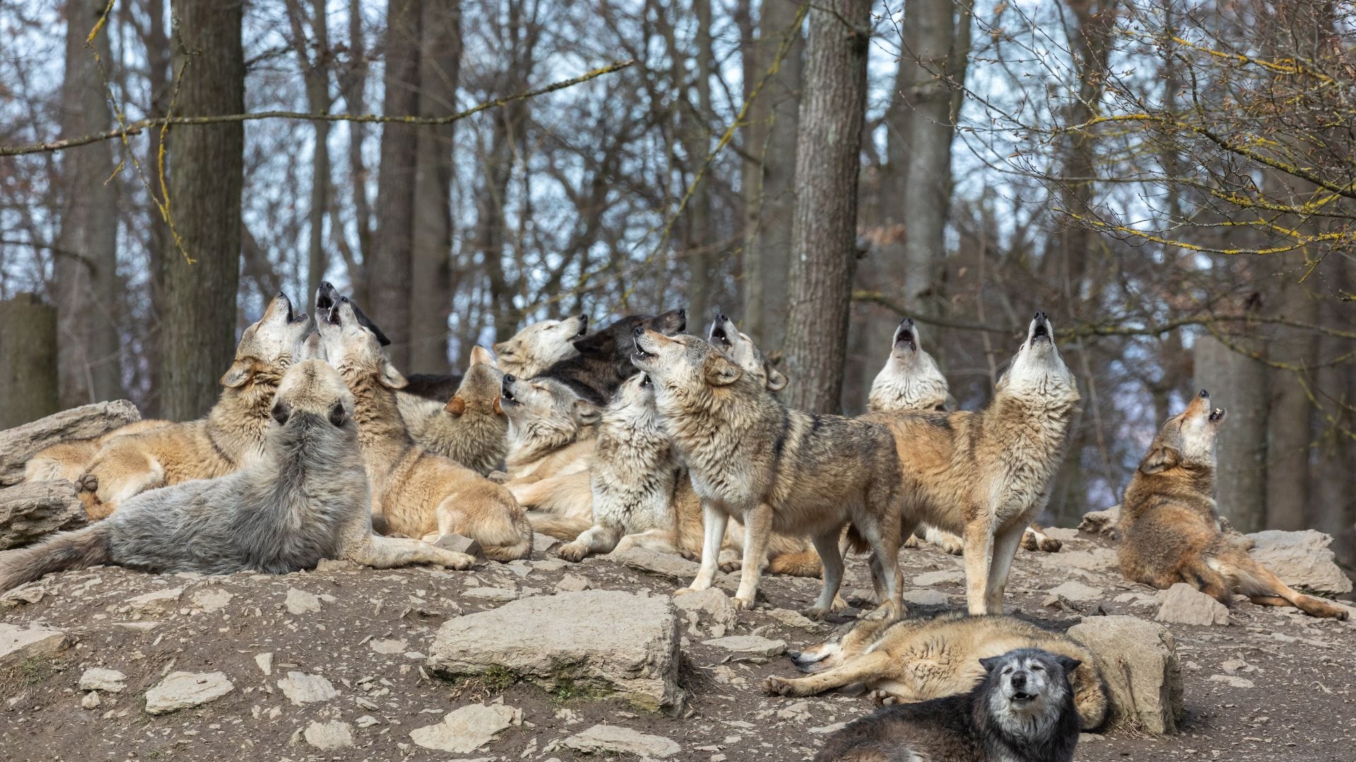 Wolf Attack in up bahraich know interesting fact of wolf in hindi