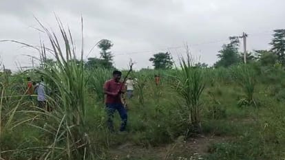 Special task force, drone-trap rooms also helpless Attacks increased after female wolf was caught in Bahraich