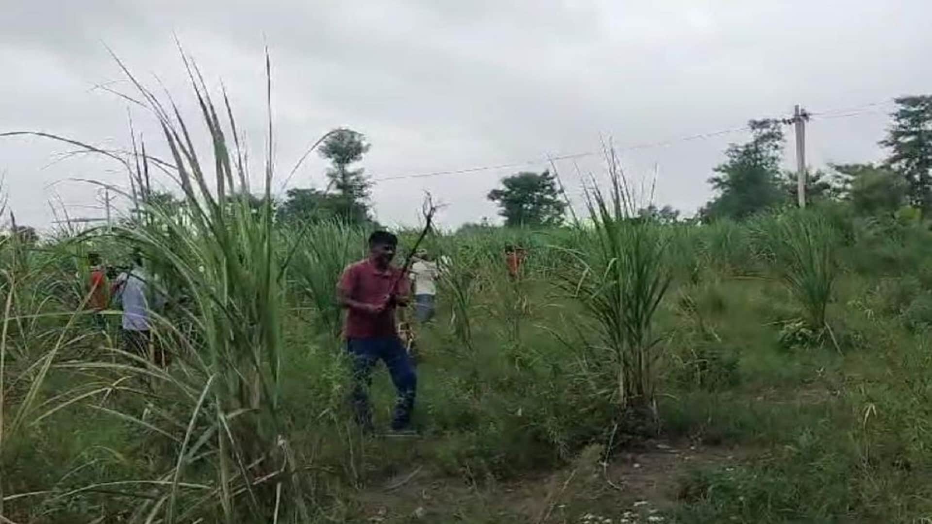 Beware of wolves: Alert in five districts including Meerut after attacks in Bahraich