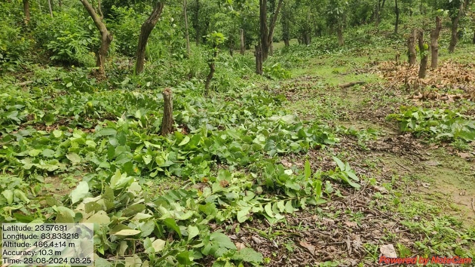 Uniform of forest guard who went to stop illegal felling was torn case registered against accused in Balrampur
