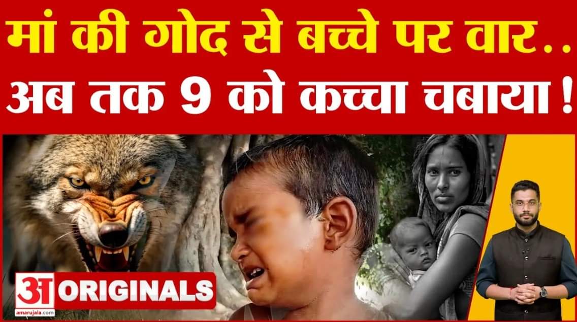 Bahraich Wolf Attack News: बहराइच में भेड़ियों के आतंक पर सबसे बड़ा खुलासा! | Operation Bhediya | UP