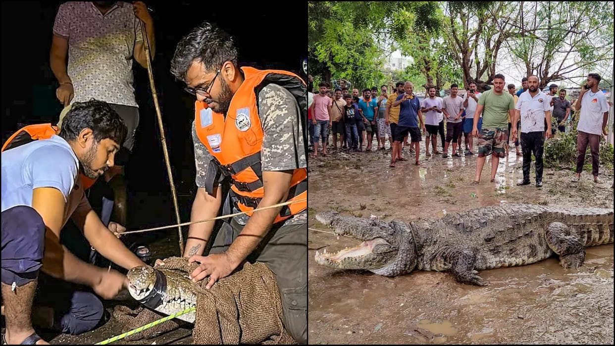 Not just floods Vadodara is also fighting crocodiles After Rain news in hindi