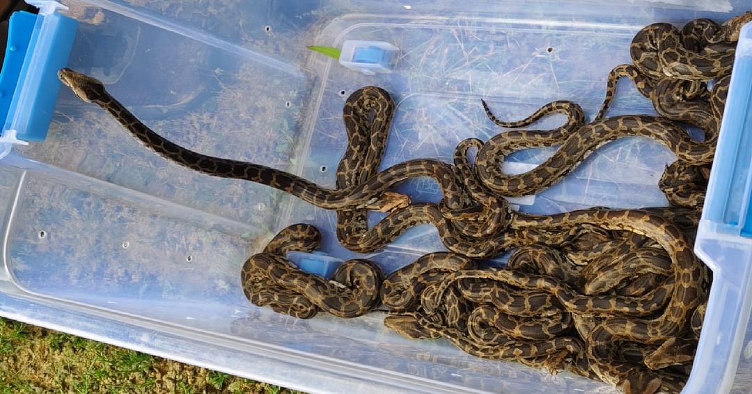 24 baby pythons were found in a tube well, the sanctuary team rescued them and released them in the forest