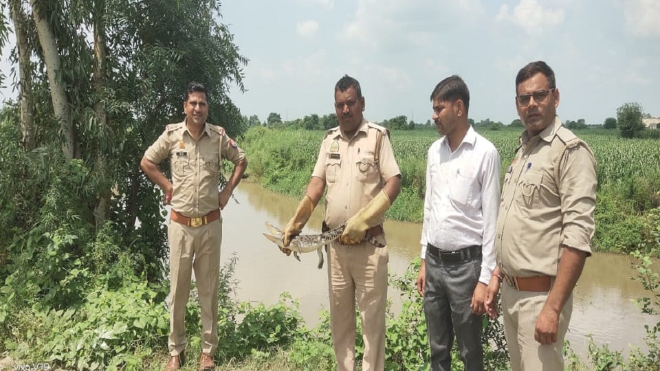 Crocodile reached the fields of Kauriaganj