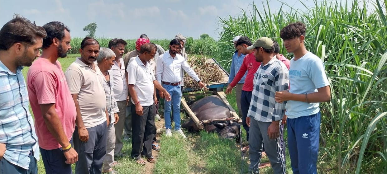 Accident in Baghpat: Electric wire broke and fell on buggy, farmer couple got burnt