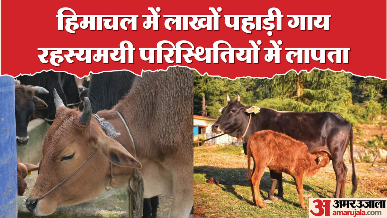 Lakhs of Pahari cows have disappeared under mysterious circumstances in Himachal Pradesh