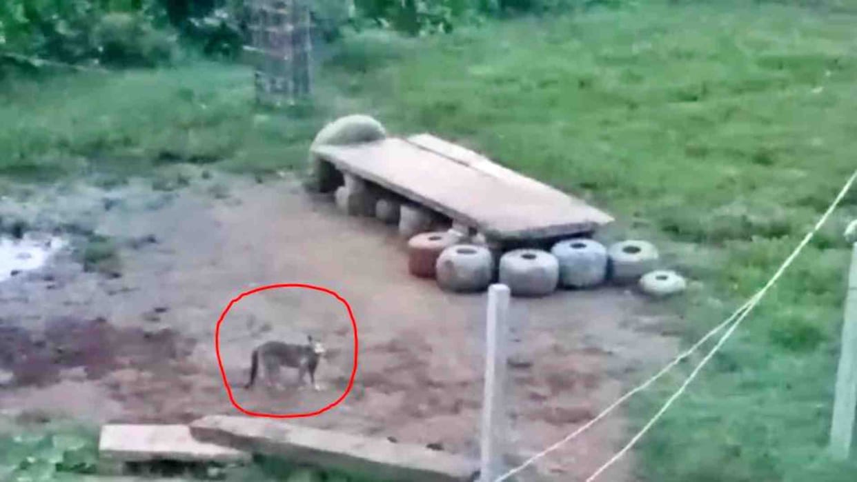 Gwalior News: People are terrified after seeing a leopard in a field in a rural area
