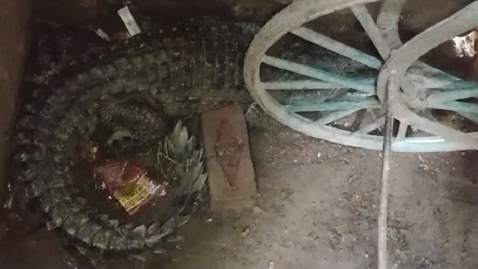 farmer sleeping on cot woke up due to a noise dreaded one was in front